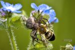 Arana cazando una abeja.jpg